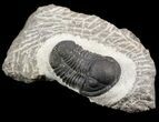 Bargain, Gerastos Trilobite Fossil - Morocco #52116-1